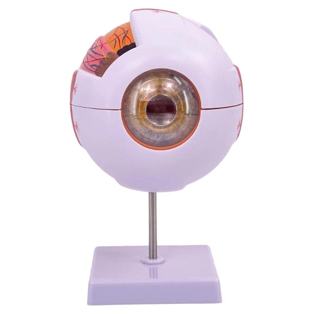 Human Eye Anatomical Model Enl - Medical Lab Research review and price
