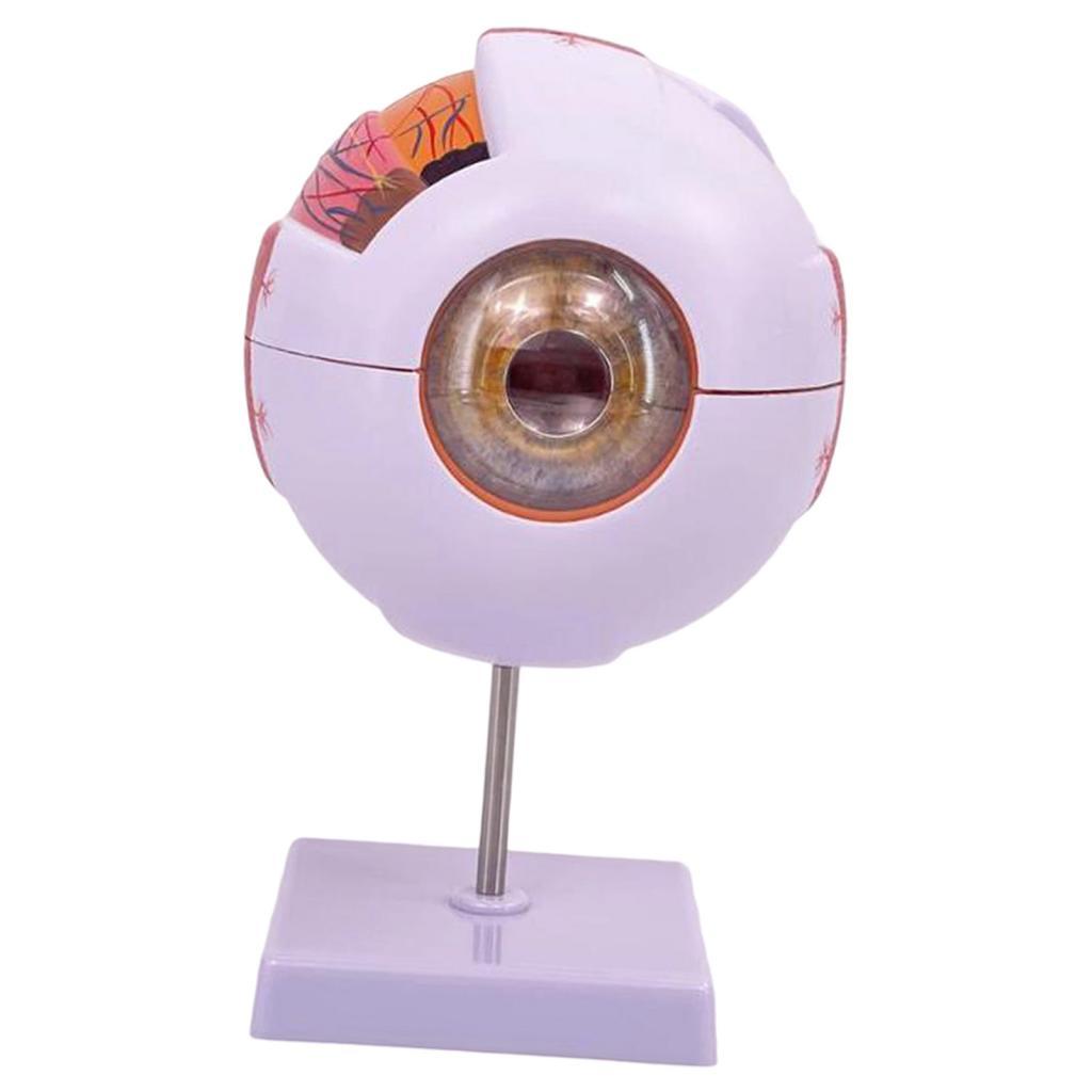 Human Eye Anatomical Model Enl - Medical Lab Research review and price